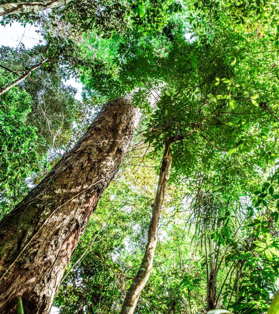 No contexto dos projetos ESG com uma abordagem socioambiental e cultural, destaca-se o papel significativo do Instituto Aupaba. Reconhecido por seu compromisso com a promoção da sustentabilidade e da diversidade cultural, o Instituto Aupaba é uma organização líder na implementação de iniciativas que abordam tanto questões ambientais quanto sociais de forma integrada. Fundado com a missão de fomentar o desenvolvimento sustentável em comunidades ao redor do mundo, o Instituto Aupaba concentra seus esforços em projetos que visam a conservação da biodiversidade, a educação ambiental e a preservação do patrimônio cultural. Com uma abordagem inclusiva e participativa, a organização trabalha em estreita colaboração com as comunidades locais, capacitando-as para se tornarem agentes de mudança em seus próprios territórios.